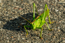 Large Green Grasshopper Sits On An Asphalt Road
