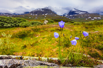 Wall Mural - Violet flowers in mountains. Spring or summer time.