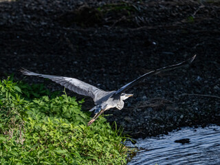Bird with big wings flying with the blurred trees on the background
