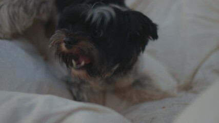 Poster - A cute view of a black and white dog chewing on something on his bed in 4K