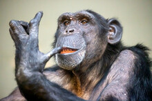 Common Chimpanzee Male (Pan Troglodytes)