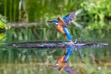 Common kingfisher (Alcedo atthis) bird