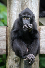 Canvas Print - Crested Macaque baby (Macaca Nigra)