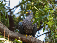 Portrait Of The Large African Olive Pigeon