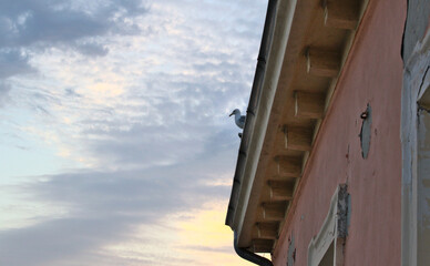 Wall Mural - Low angle closeup view of a tiny bird sitting on the roof of the building under the sunset