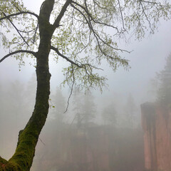 fog in the forest