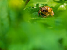 Tiny Tree Frog On A Leaf