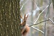 Wiewiórka siedząca na drzewie, w tle rozmyte gałęzie. 