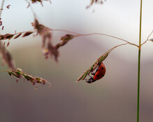 Selective Focus Shot Of A Ladybug Upside Down On A Plant