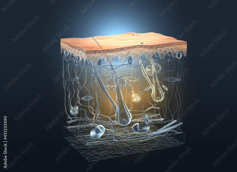 Human skin anatomy, transparent cross-section, medical 3D illustration ...
