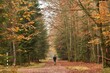 Mężczyzna idący leśną ścieżką, jesienną porą. 