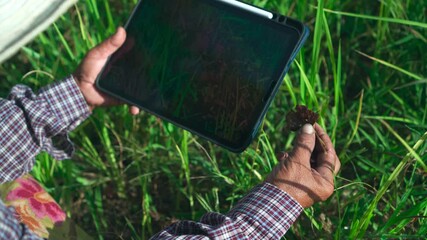 Wall Mural - Footage B roll of Asian Farmer are holding tablet pc to check for weeds in their paddy fields and conduct research to optimize agricultural yields using record-keeping technology.