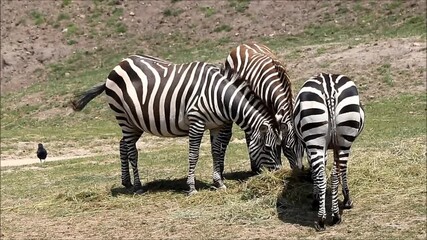 zebra on meadow in a wildlife park