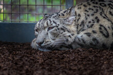 Snow Leopard Lying And Resting Inside The Cage