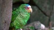 Parrot sits on a branch in a tropical forest