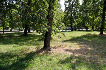 Wall Mural - Trees and grass in the park in the summer in the city