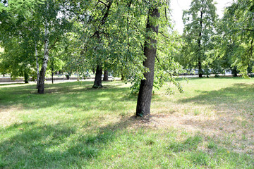 Wall Mural - Trees and grass in the park in the summer in the city