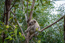 Koala Bear In The Branches Of A Eucalyptus Tree In The Noosa National Park, Queensland, Australia.