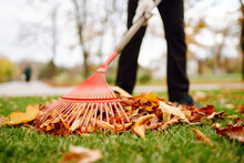 Rake With Fallen Leaves In Autumn.  Man Cleans The Autumn Park From Yellow Leaves. Volunteering, Cleaning, And Ecology Concept. Seasonal Gardening.
