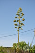Century plant (Agave americana) flowering spike, Mali Losinj, Croatian island. Tall flowering spike of the century plant agave.