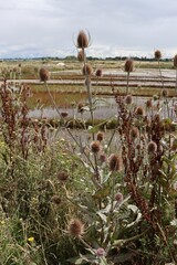 Wall Mural - Dried thistles 