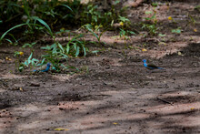 Angola Schmetterlingsfink, Blue Waxbill, Ureaginthus Angolensis
