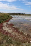 Fototapeta  - Salt marshes 