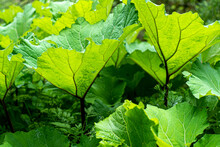 Green Undergrowth Background. Beautiful Large Green Leaves In The Foreground In The Sunlight