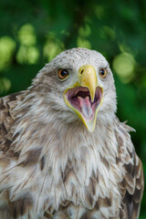 Sticker - A light brown portrait of a sea eagle.