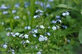 Fototapeta Kuchnia - blue forget-me-not flowers in the grass in the garden, summer slide