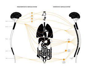 Canvas Print - Autonomic nervous system