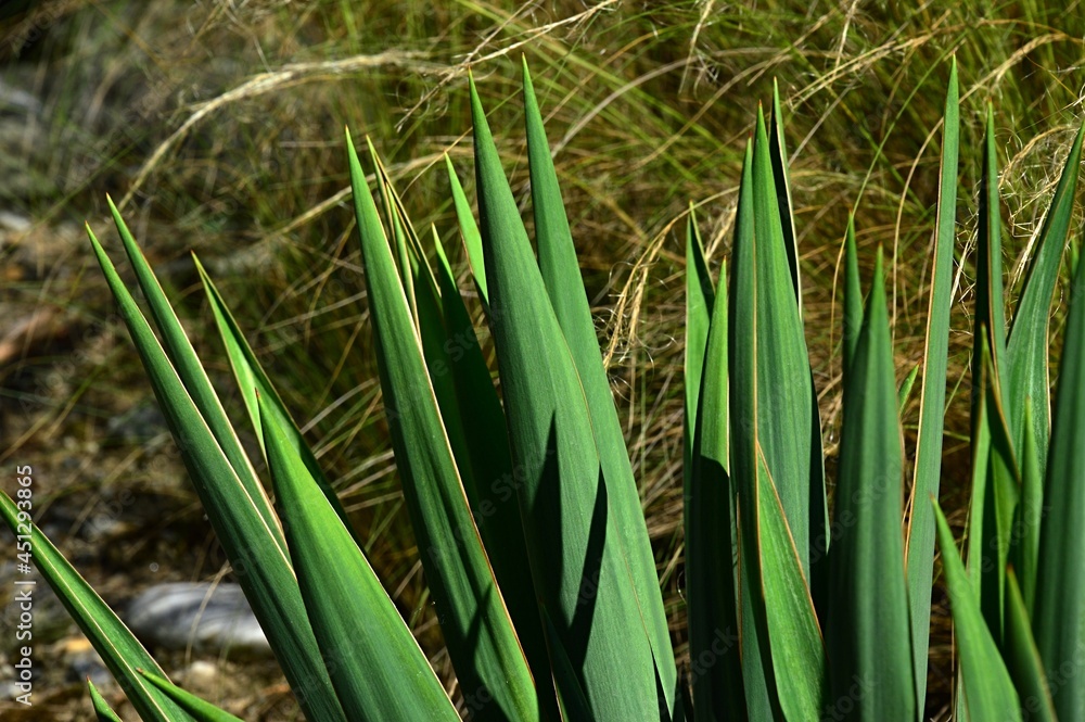 Detail of green spiky leaves of Yucca plant called Adam's Needle or Weak- leaf Yucca, latin name Yucca Flaccida, in summer afternoon sunshine. Stock  Photo | Adobe Stock
