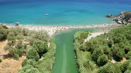 Wall Mural - Aerial view of a palm tree lined forest leading to a sandy beach