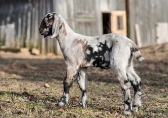 Wall Mural - Small south african boer goat doeling portrait on nature