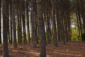 Wall Mural - Forest Pine Plantation