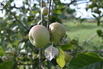 Wall Mural - Apples on a Tree