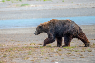 Wall Mural - alaska peninsula brown bear or coastal brown bear