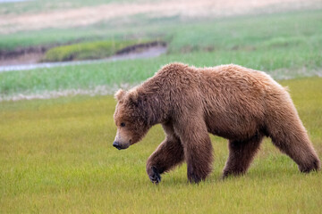 Wall Mural - Alaska Peninsula Brown Bear or Coastal Brown Bear in the Rain