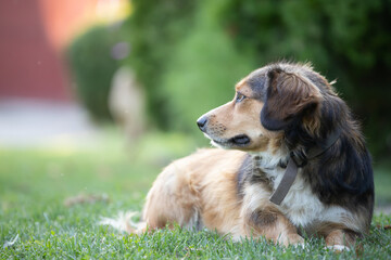 Wall Mural - Cute little dog in the garden