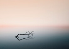 Tree Branch On Still Lake At Sunrise