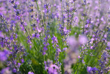 Fototapeta Lawenda - Beautiful lavender flowers in field, closeup