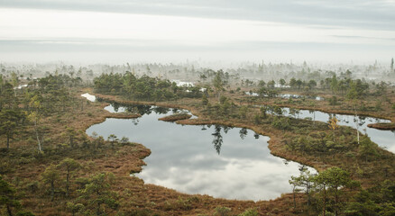 Poster - sunrise in the kemeri bog in autumn morning. foggy swamp. kemeri, latvia.