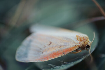 Wall Mural - Moth, butterfly animal sitting on big leaf, colored macro photo