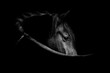 Fine art black horse portrait low light beautiful background or print banner header with copy space