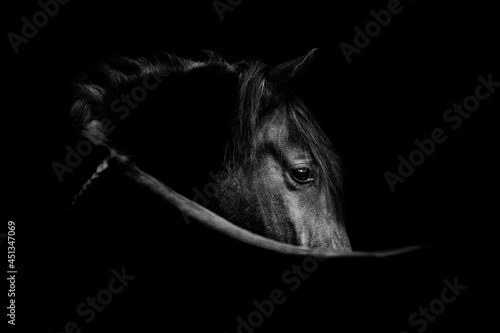 Fine art black horse portrait low light beautiful background or print