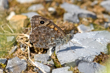 Sticker - Mauerfuchs // wall brown (Lasiommata megera) 