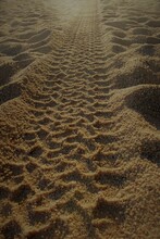 Single Vehicle Tyre Track In Bumpy Brown Beach Sand