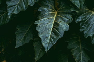 leaf with dew