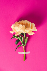 Wall Mural - flat-lay of beautiful peony flower taped on pink background - minimal flat lay concept