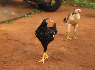 two Chicken watching and running 